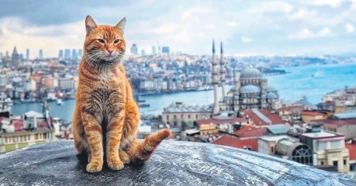 7 Of The Best Neighborhoods in İstanbul / By Jennifer Hattam / Publisher Lonely Planet